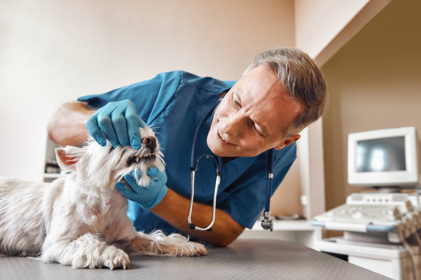 Best Emergency Denture Repair in Yuma, AZ
